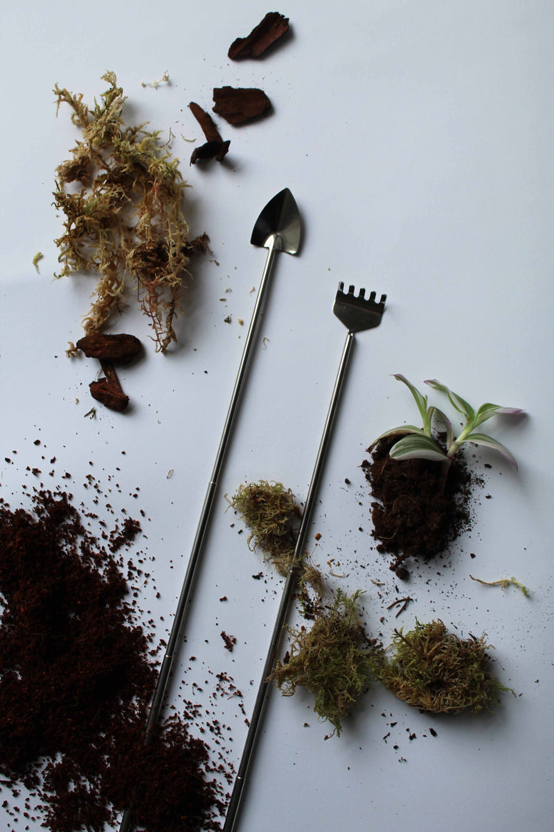 What is a terrarium? UK Terrariums Lusan