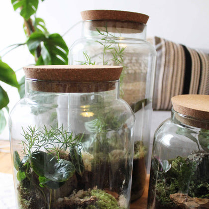 Terrarium Kits with Glass Terrariums