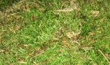 Carpet Moss