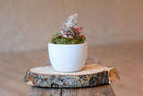 Nurture by Lusan: Self-Care Terrarium kit set