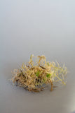 Sphagnum Moss