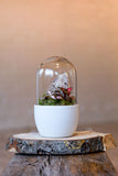 Nurture by Lusan: Self-Care Terrarium kit set