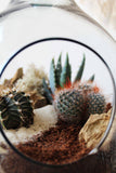 Complete - Open Bottle Garden Terrarium Kit: Desert Edition