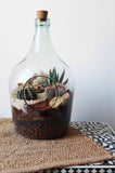 Bottle Garden Terrarium - Open