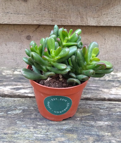 Crassula Ovata Minima -Miniature Jade Plant