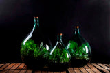 Bottle Garden Terrarium (S-M sizes available)