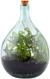 Bottle Garden Terrarium (S-M sizes available)