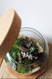 Complete Corked Lid Terrarium Kit (S, M, L Sizes available)