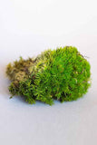 Cushion Moss