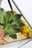 Reindeer Moss