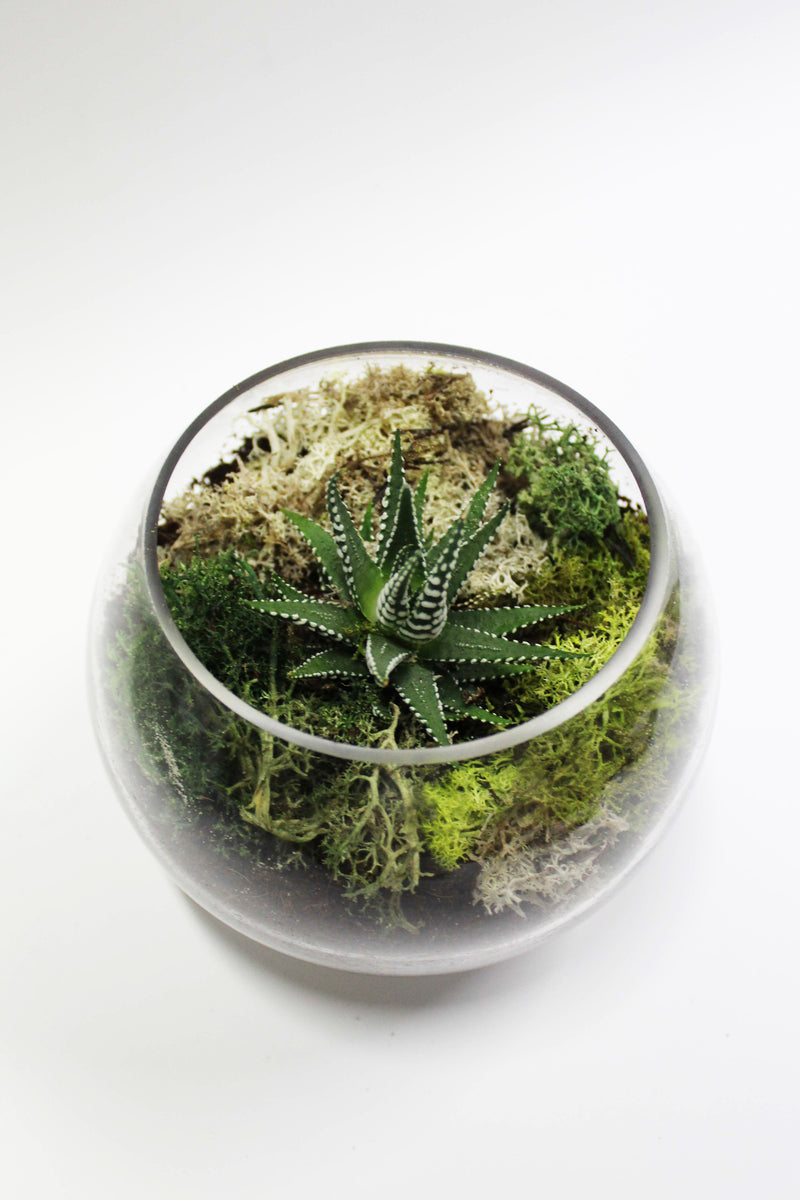 Moss Terrarium Kit (S - L sizes available)