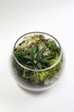 Fishbowl Terrarium