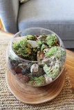 Moss Terrarium Kit (S - L sizes available)