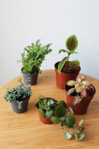 Assortment of Terrarium Plants
