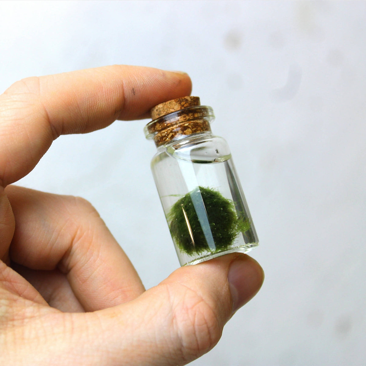 Miniature Marimo Moss Bottle Terrariums – UK Terrariums Lusan