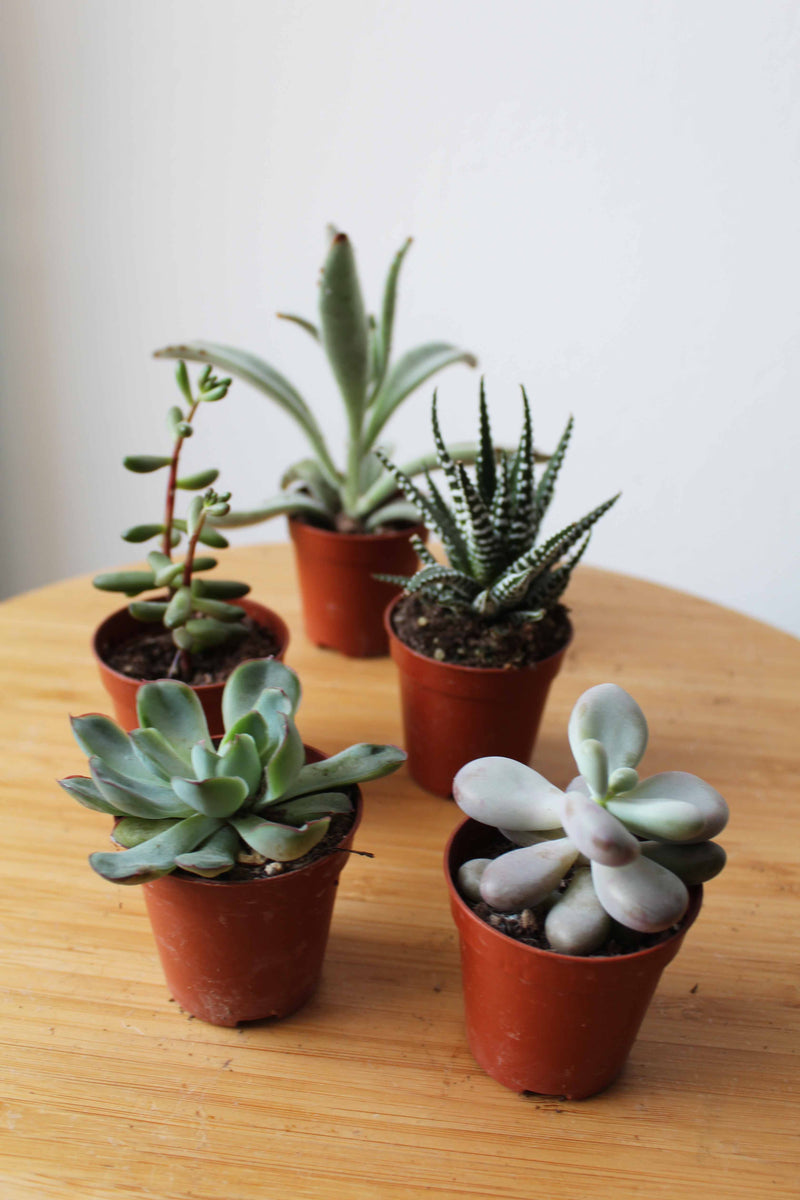 succulents delivered uk Bundle of Succulents – UK Terrariums Lusan