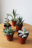 Bundle of Succulents
