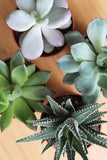 Bundle of Succulents