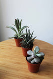 Bundle of Succulents