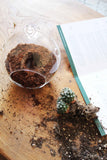 Hanging Bauble Terrarium Kit