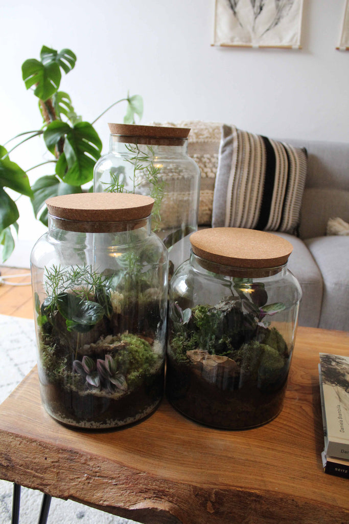 Enjoy your terrarium for years to come - key tips for terrarium aftercare.
