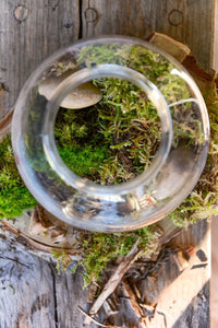 The keys to a luscious closed terrarium - Moss & neem oil