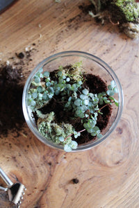 Common problems with terrariums and how to prevent them