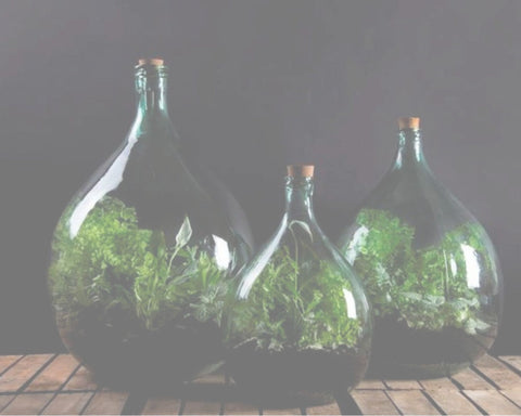 Bottle Gardens