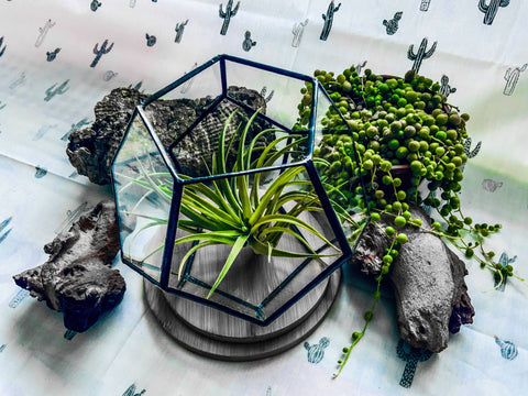 Glass terrariums