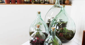 Bottle Garden Glass Terrarium with Kit