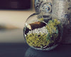 bubble terrarium