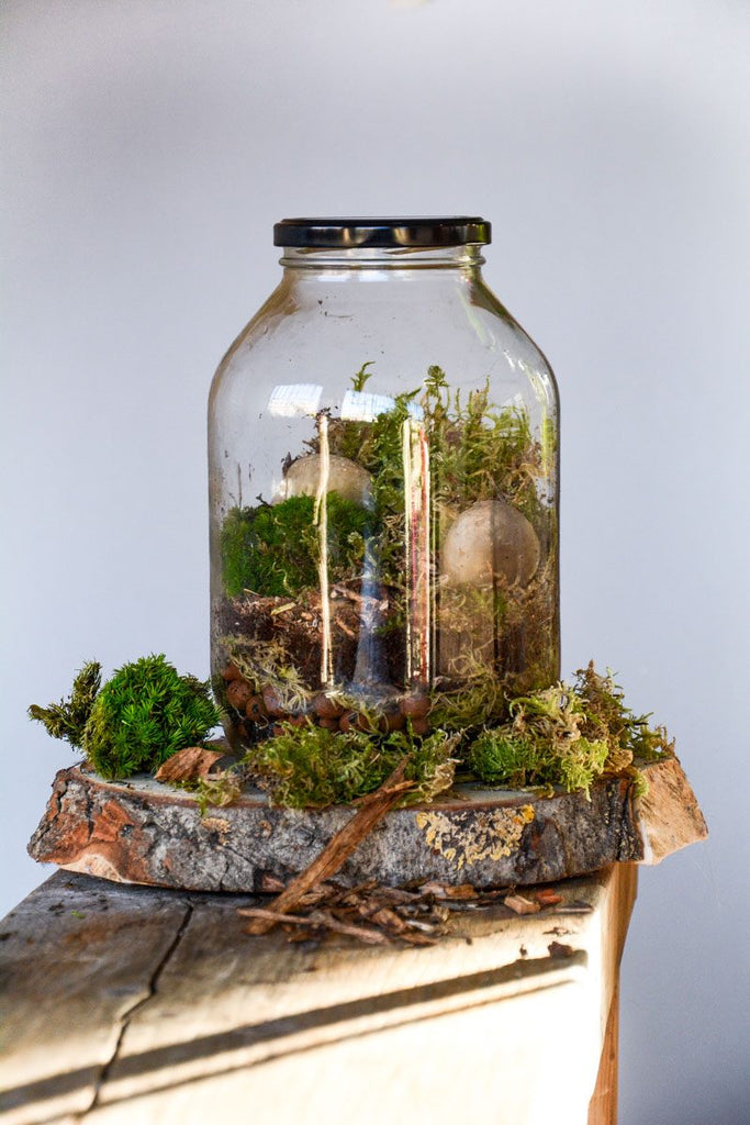 DIY Terrarium Kit in a Jar – UK Terrariums Lusan