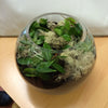 fishbowl terrarium