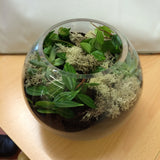 fishbowl terrarium