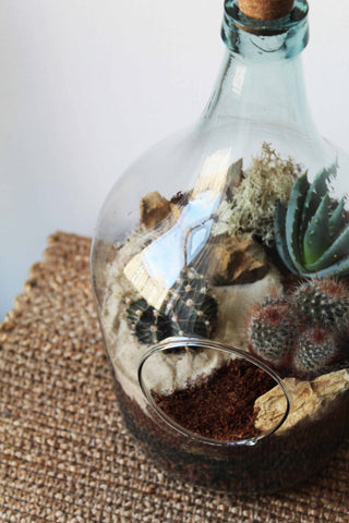 succulents in a bottle Bottle Garden Terrarium