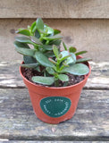 Crassula Ovata - Jade Plant