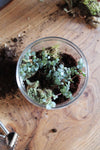 Mini Terrarium Glass Pot Kit