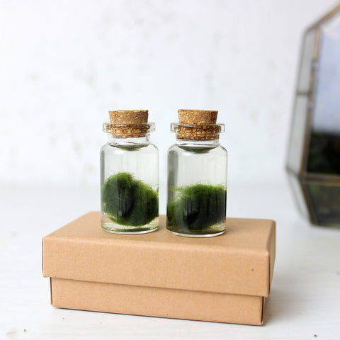 Miniature Marimo Moss Bottle Terrariums (2) [UK-Wide Shipping Available]