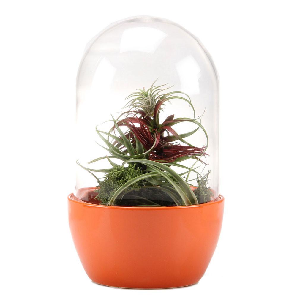 air plant terrarium uk Dome by Lusan: Self-Sustaining Ecosystem – UK Terrariums Lusan