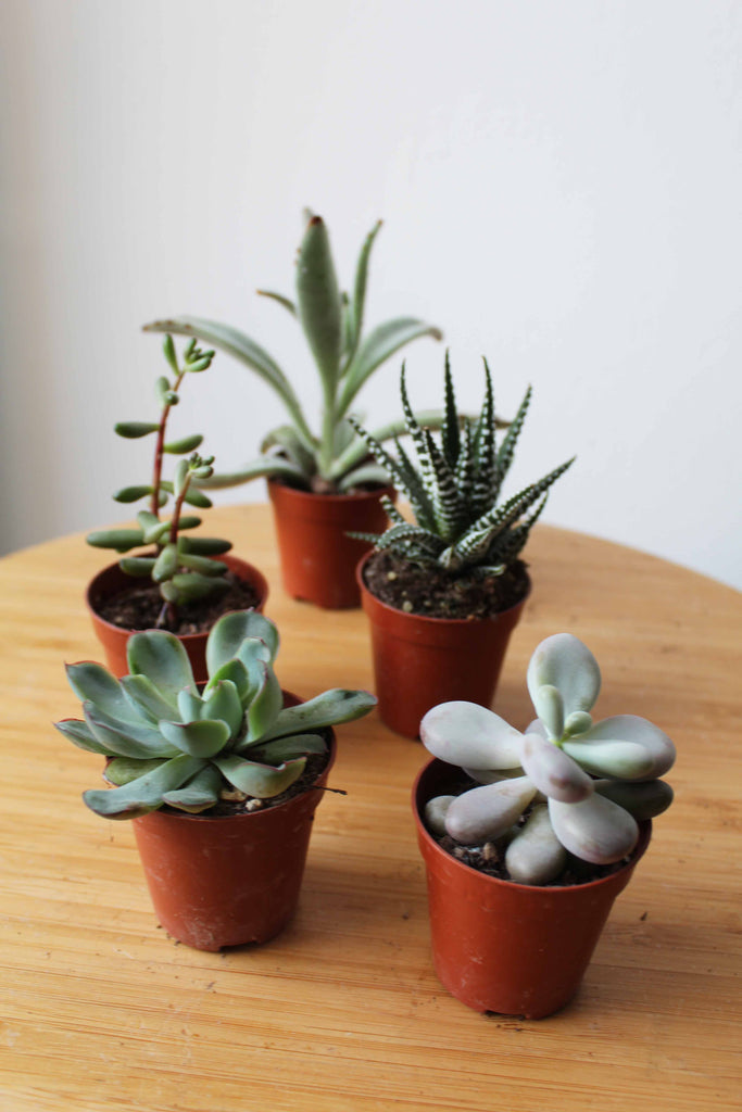 succulents uk Bundle of Succulents – UK Terrariums Lusan