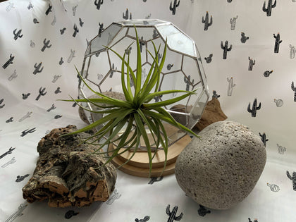 Football Shaped Terrarium