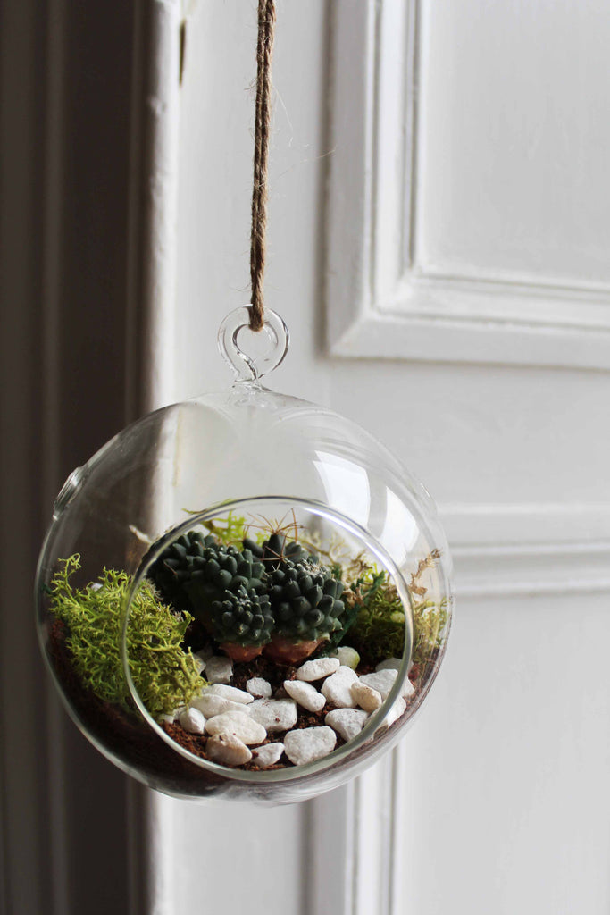 hanging succulent globes Hanging Bauble Terrarium Kit – UK Terrariums Lusan